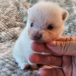 Boy 1 - Cream male Pomeranian puppy in Visalia, California from J-Pom Lee's