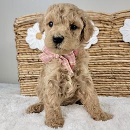 Tilly - Apricot female Goldendoodle puppy in Temecula, California from Oodles O'Doodles