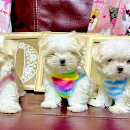 Maltese Puppies from Prime Malteses