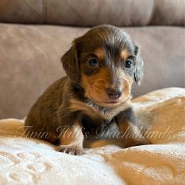 Huey - Gray (blue) and tan male Dachshund puppy in Jonesboro, Illinois from Twin Hills Dachshunds