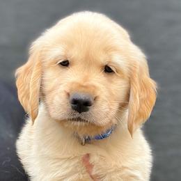 Steve - Golden Retriever puppy from Bear State Golden Retrievers