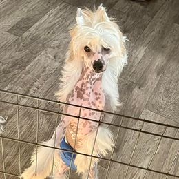 Maui - Chinese Crested