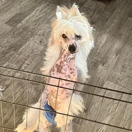 Maui - Chinese Crested
