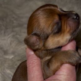Male Sable Yorkie - Tan male Yorkshire Terrier puppy in Des Moines, Iowa from Diamond Yorkshire Terriers