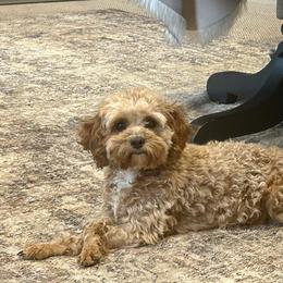 Molly - Cavapoo