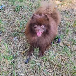 Pomeranian puppies from K&A Little Wonder's