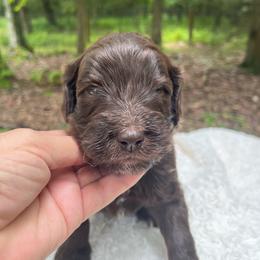 Reno - Chocolate male Goldendoodle puppy in New Ringgold, Pennsylvania from Hawk Mountain Doodles