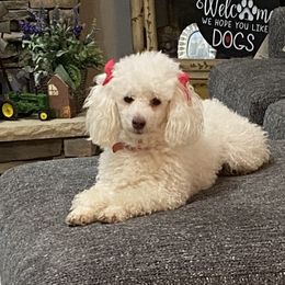 Kisses - Poodle