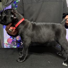 Cane Corso Puppies from Gaxx Corsos