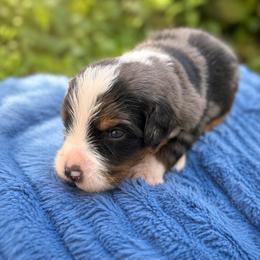 Lucy - Tri-color female Bernedoodle puppy in Travelers Rest, South Carolina from Bernedoodle.do