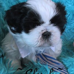 Shih Tzus from Karla Sauer's Shih Tzus