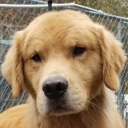Justice - Golden Retriever