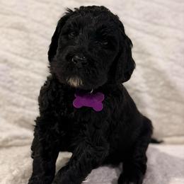 Dancer - Black female Goldendoodle puppy in Howard City, Michigan from Doodles and Chaos