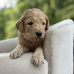 Marigold - Apricot female Goldendoodle puppy in Rainier, Oregon from Beaver Springs Puppies