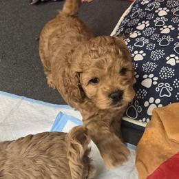 ChocoCat - Red male Cockapoo puppy in Conklin, Michigan from Lake Michigan Couture Cavapoos & Cockapoos