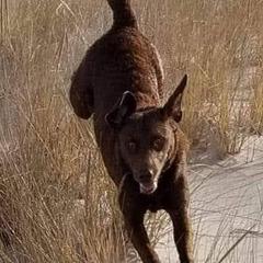 Chesapeake Bay Retrievers from MarshElder Chesapeakes