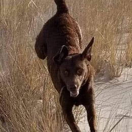 Chesapeake Bay Retrievers from MarshElder Chesapeakes