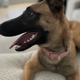 Betty - Fawn female Belgian Malinois puppy in Trenton, Georgia from Laeknir K9