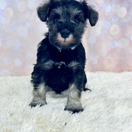 Turquoise collar girl - Salt and pepper female Miniature Schnauzer puppy in Springfield, Tennessee from My Lovable Schnauzers