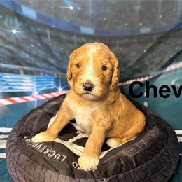 Chevy - Apricot male Goldendoodle puppy in Chelan, Washington from North Cascades Doodles