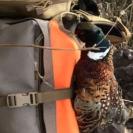 German Shorthaired Pointer All Grown Up from Blue Hill Gun Dogs