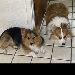 Mya Shoemaker - Pembroke Welsh Corgi