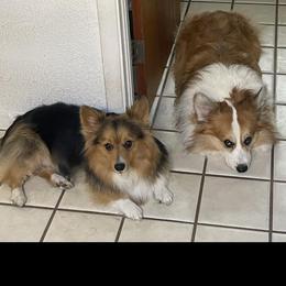 Mya Shoemaker - Pembroke Welsh Corgi