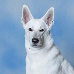 Berger Blanc Suisses from Victorious White Shepherds