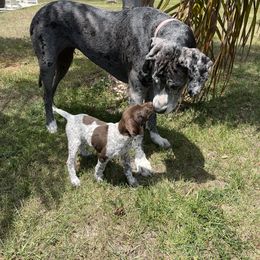 German Shorthaired Pointer Puppies from Triple Cord Kennels