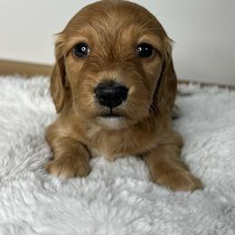 Red boy - Red male Dachshund puppy in Payette, Idaho from NT Mini Doxies