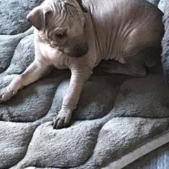 Xoloitzcuintli puppies from Vineyardview Toy Xoloitzcuintle