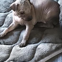 Xoloitzcuintli puppies from Vineyardview Toy Xoloitzcuintle