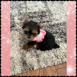 Biewer Terrier and Yorkshire Terrier Puppies from South Georgia Yorkies and Biewers