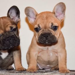 French Bulldog Puppies from Von Bales French Bulldogs