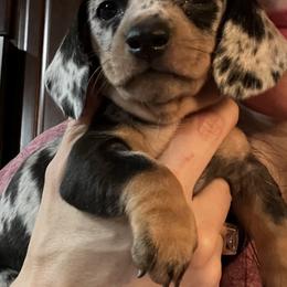 Dachshund Puppies from Dachshund Family Love Breeders