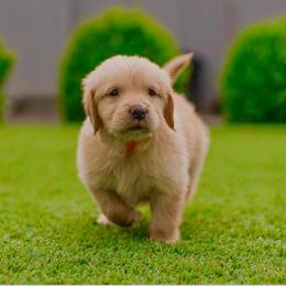 Jewel  (Dark Pink Collar) - Golden female Golden Retriever puppy in Oregon from A Goldens First Love
