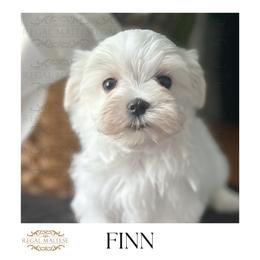 Finn - White male Maltese puppy in Jacksonville, Alabama from Regal Maltese