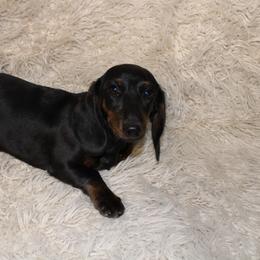 Salem - Dachshund