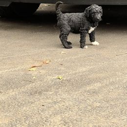 Labradoodle Puppies from Bear Creek Labradoodles