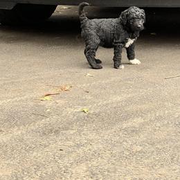 Labradoodle Puppies from Bear Creek Labradoodles