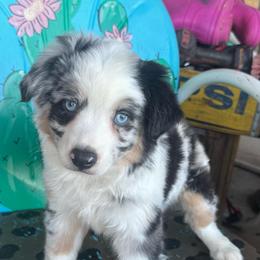Studly - Blue merle male Toy Australian Shepherd puppy in Hawley, Texas from Foxy’s Dachshunds & Toy Aussies