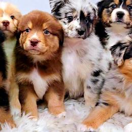 Australian Shepherd Puppies from Winsome Aussies