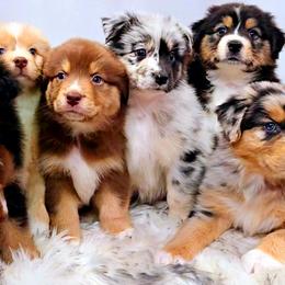 Australian Shepherd Puppies from Winsome Aussies