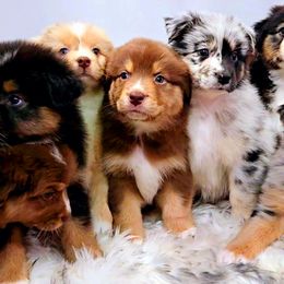Australian Shepherd Puppies from Winsome Aussies