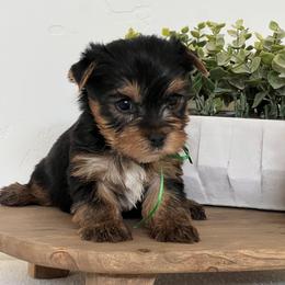Green Boy - Black and gold male Yorkshire Terrier puppy in Meridian, Idaho from Doodles of Idaho
