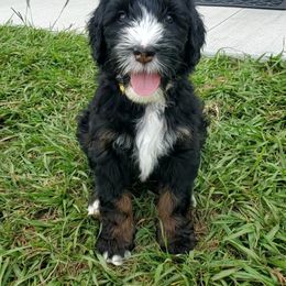 Aussiedoodle Puppies from Southwest Florida Doodles