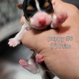Primm - Black tan and white female Biewer Terrier puppy in Conetoe, North Carolina from Southern Belle's Biewer Terriers & Papillons