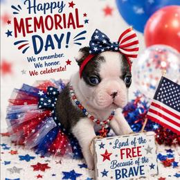 Brindle n White Splash Girl - Brindle and white female Boston Terrier puppy in San Antonio, Texas from JT Bostons