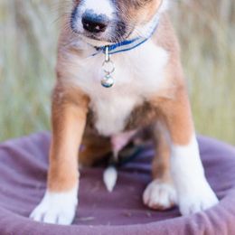 McNab Puppies from Vanir McNab Shepherds