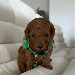 Milo - Caramel red male Australian Labradoodle puppy in Auburn, California from Poodles and Labradoodles breeder